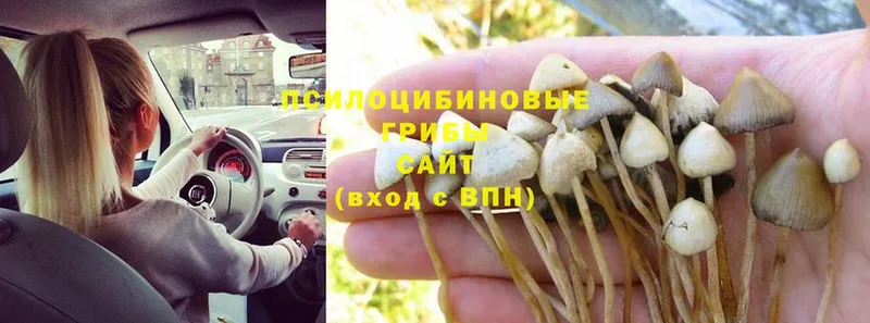 где продают наркотики  Высоковск  Псилоцибиновые грибы Cubensis 